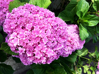 20190612ajisai.jpg