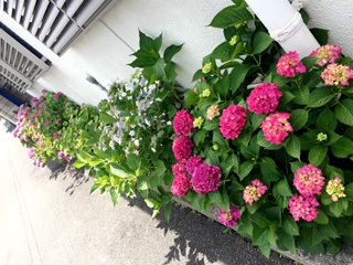 20190612ajisai2.jpg