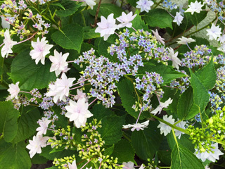 20190612ajisai3.jpg