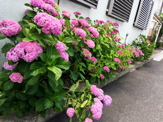 20190612ajisai4.jpg