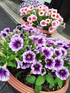 20190612ajisai5.jpg